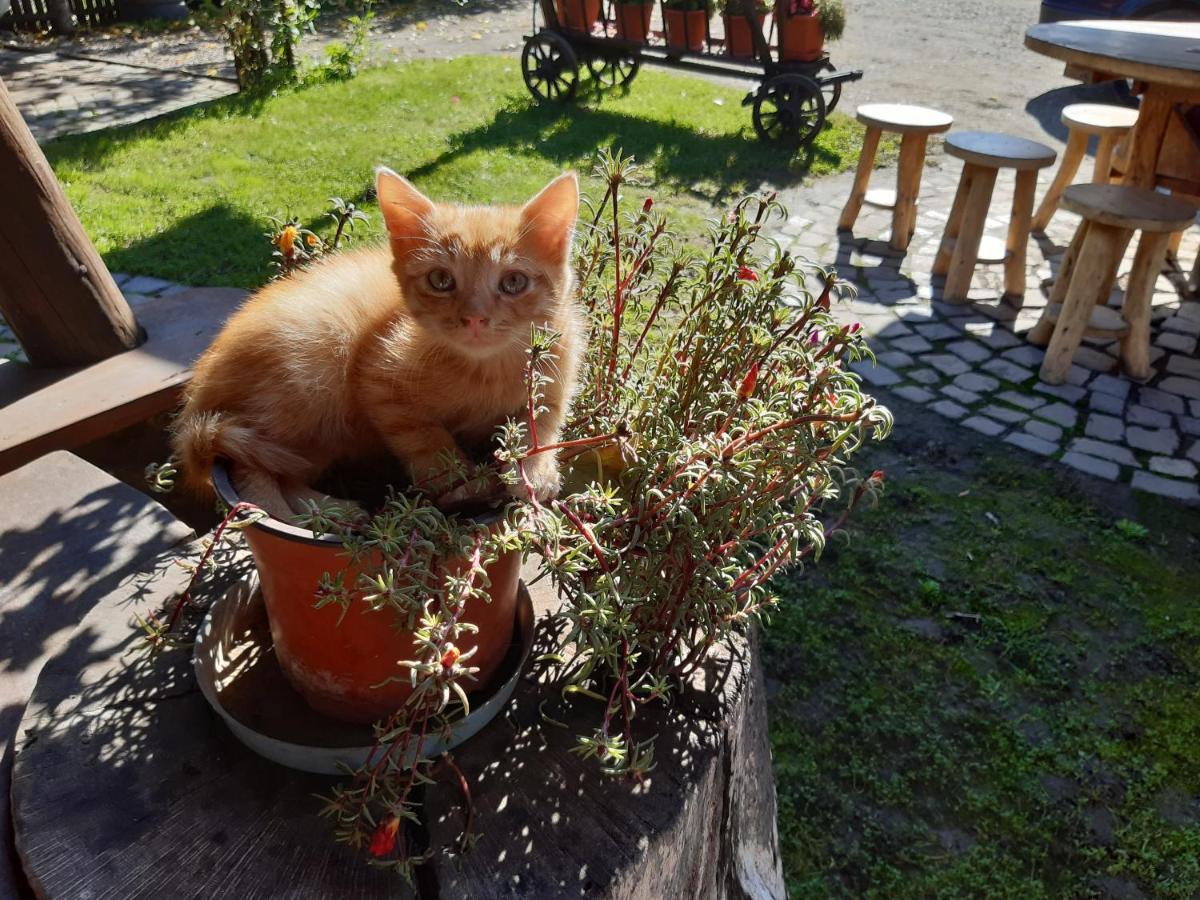 Pensiunea Bordas Panzio Sfantu Gheorghe  Luaran gambar